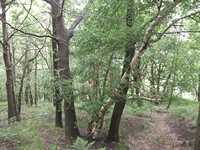 Monte_Rinatu - 20110615 033.jpg